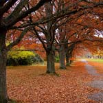 Fall Fall