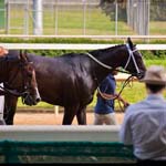 Thoroughbred Racing Thoroughbred Racing