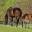 The Horses