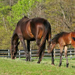 The Horses The Horses