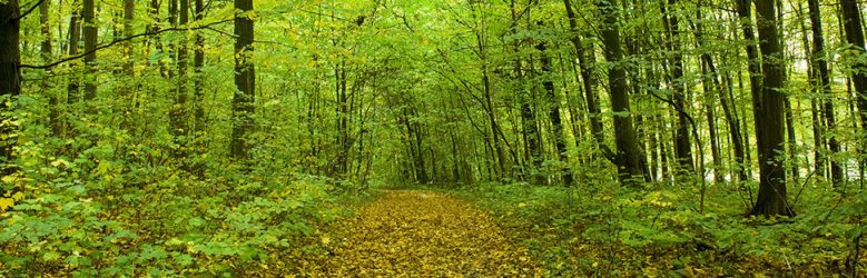 Forest of upstate New York