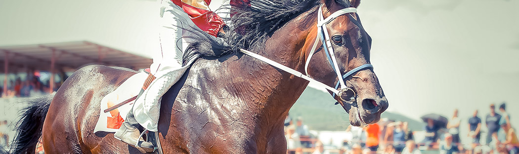 Close up of race horse