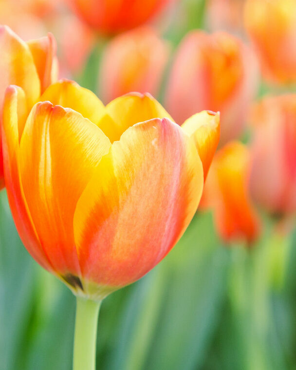 Book Your Spring Getaway Today