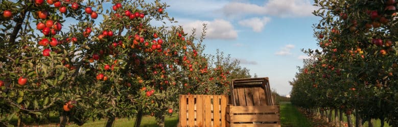 Crates in an apple orchard