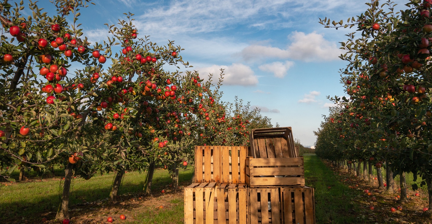 Orchard with stack of apple boxes