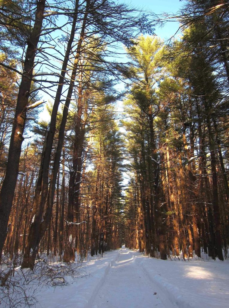 Winter walk at Saratoga Spa State Park