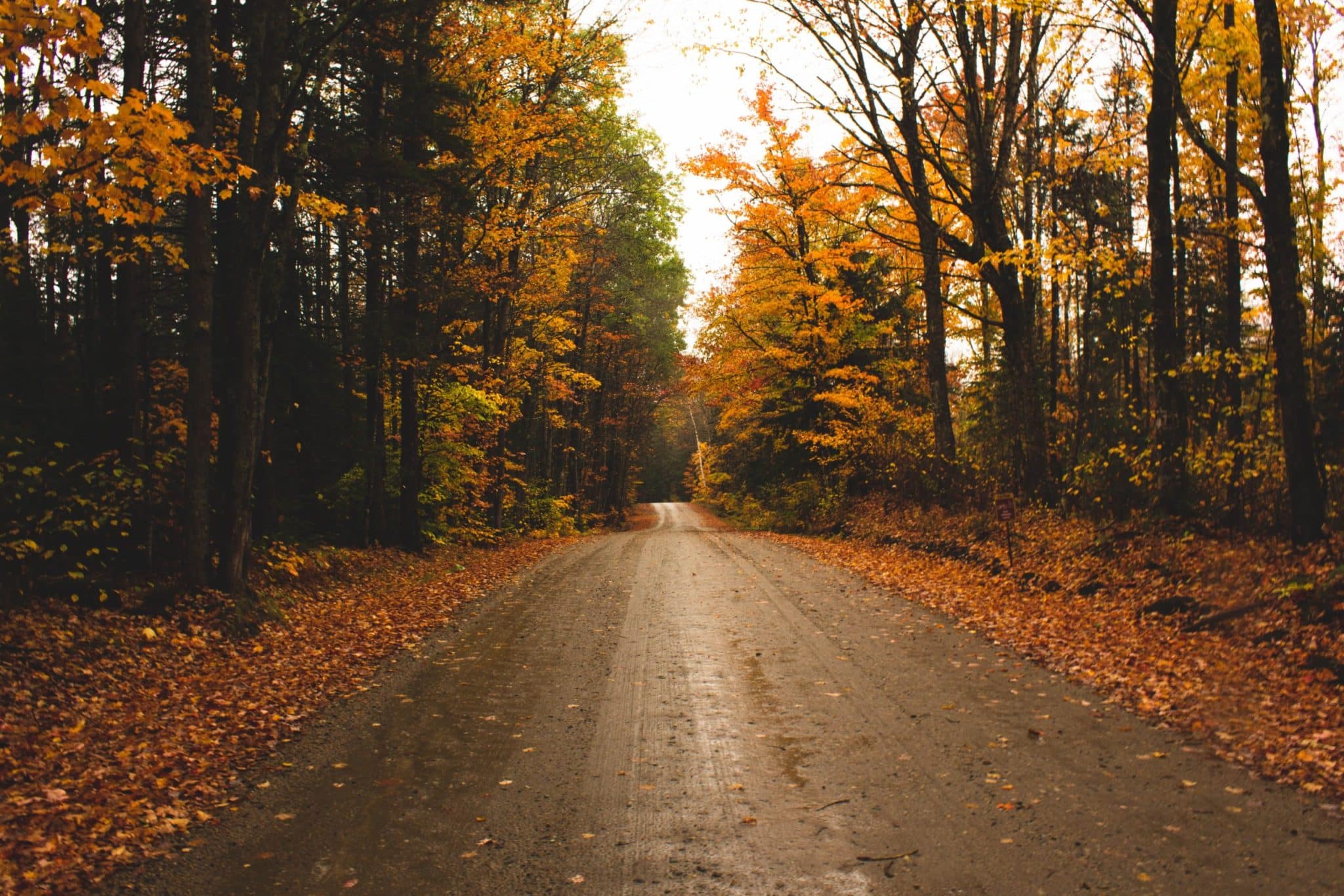 Fall Foliage on Remote Road